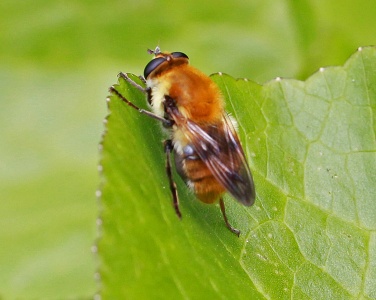 Criorhina floccosa, hoverfly, female